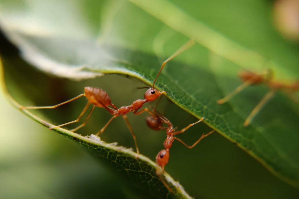 Co Développement Ressources macro fourmis qui oeuvrent ensemble sur feuilles CB2C