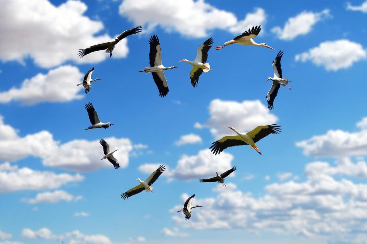 oiseaux dans le ciel-forme-coeur-article-cb2C-comment-entretenir-relations-harmonieuses-en-periode-incertitude